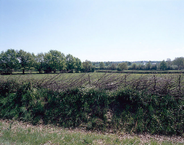 Paysage : haie formée de branches coupées replacées à l'oblique.