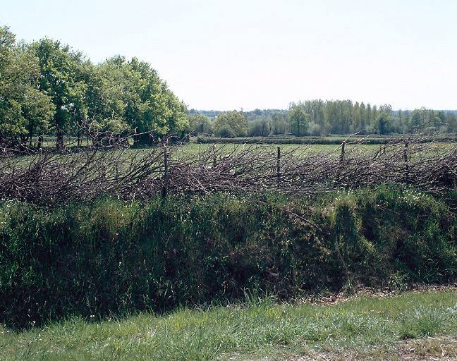 Paysage : haie formée de branches coupées replacées à l'oblique.