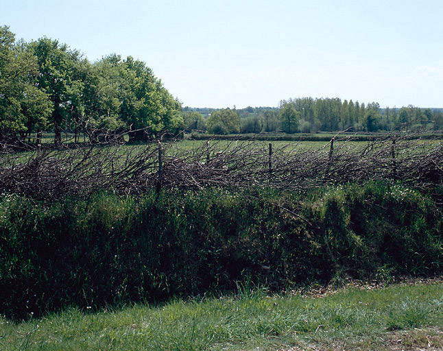 Paysage : haie formée de branches coupées replacées à l'oblique.