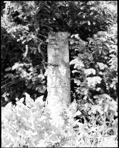 Fragment de colonne cannelée à fût orné de rameaux de lierre au tiers inférieur.