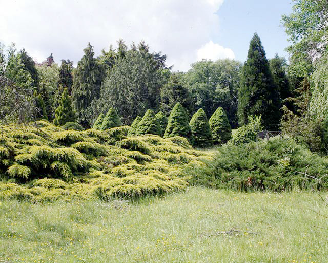 Epicéa coniques dans l'arboretum Lemosse.