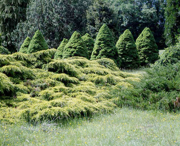 Epicéa coniques dans l'arboretum Lemosse.