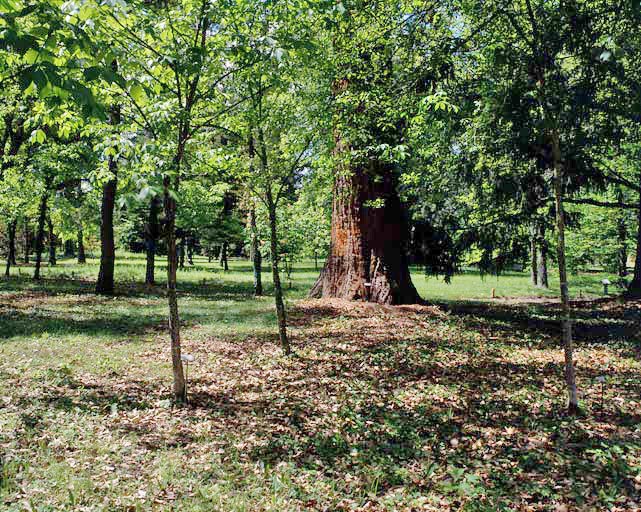 Vue prise dans l'arboretum des Nouvelles Pelouses.