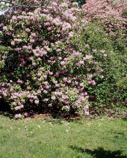 Rhododendron dans le Fruticetum.