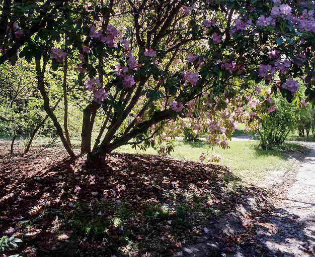 Rhododendron dans le Fruticetum.