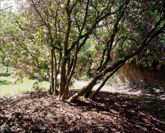 Rhododendron dans le Fruticetum.