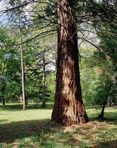 Sequoiadendron géant situé dans les Nouvelles Pelouses.