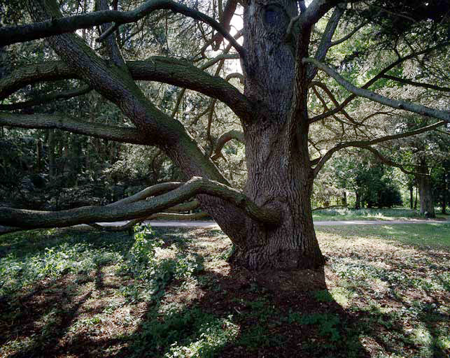 Cèdre de l'Atlas situé dans le parc du château.