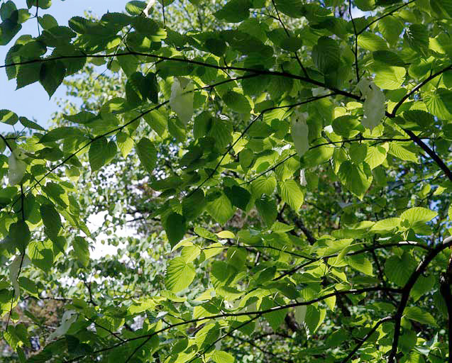 Arbre à mouchoirs situé dans les Nouvelles Pelouses, détail.