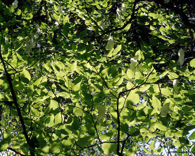 Arbre à mouchoirs situé dans les Nouvelles Pelouses, détail.