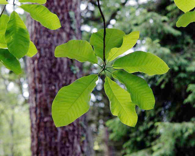 Feuille de Magnolia, dans les Nouvelles Pelouses.