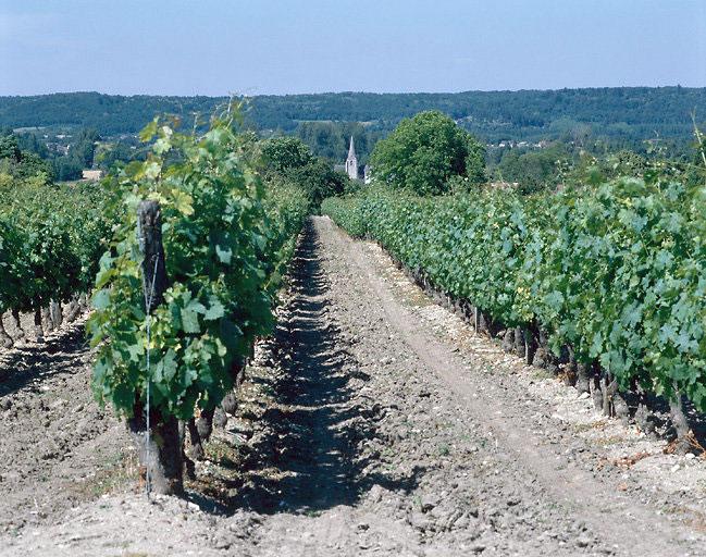 Vue de l'église depuis le coteau avec les vignes au premier plan.