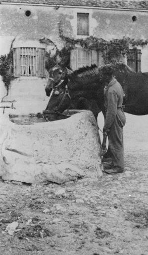 Cheval à l'abreuvoir dans les années 1930 ou 1940.