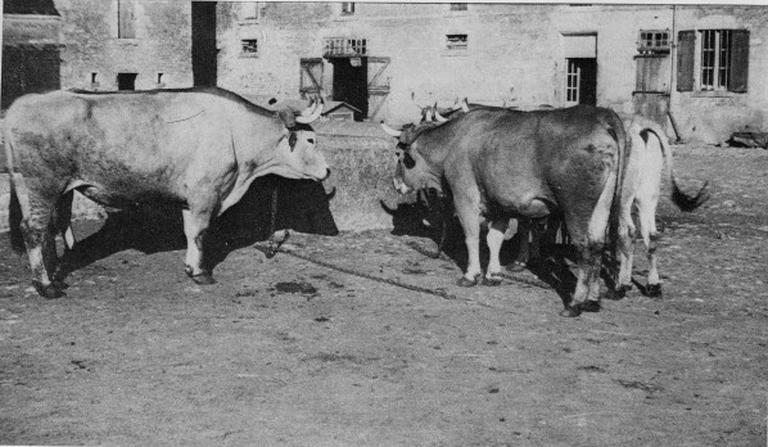 Boeufs à l'abreuvoir dans les années 1930 ou 1940.