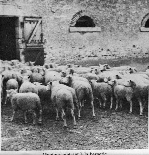 Moutons rentrant dans la bergerie durant les années 1930 ou 1940.