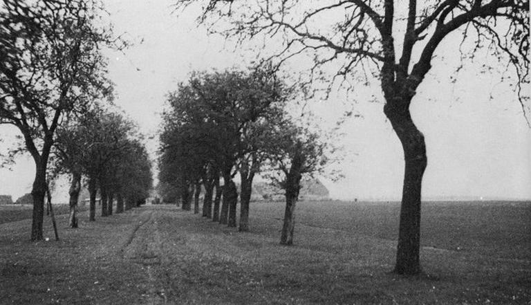 Allée d'arbres menant à l'entrée sud-est de la ferme durant les années 1930 ou 1940.