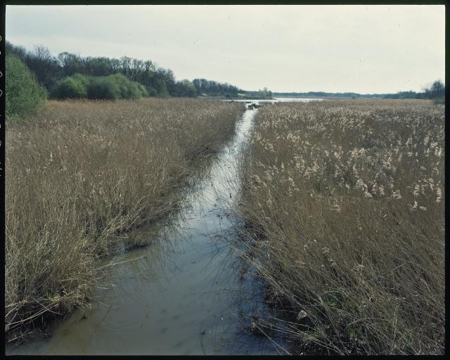 Etang avec une roselière.