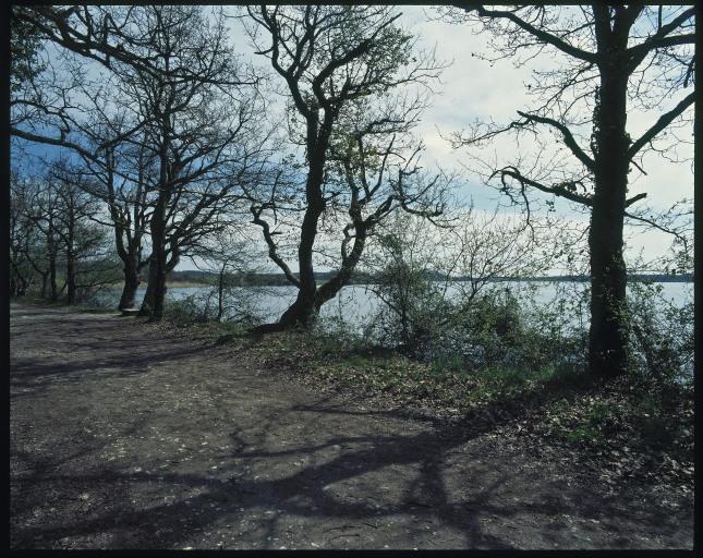 Chemin de terre dans les arbres au bord d'un étang.