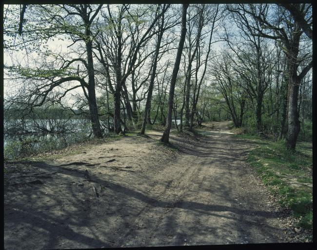 Chemin de terre dans les arbres au bord d'un étang.