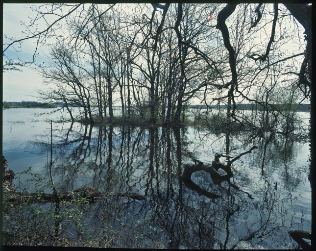 Arbres dans un étang.