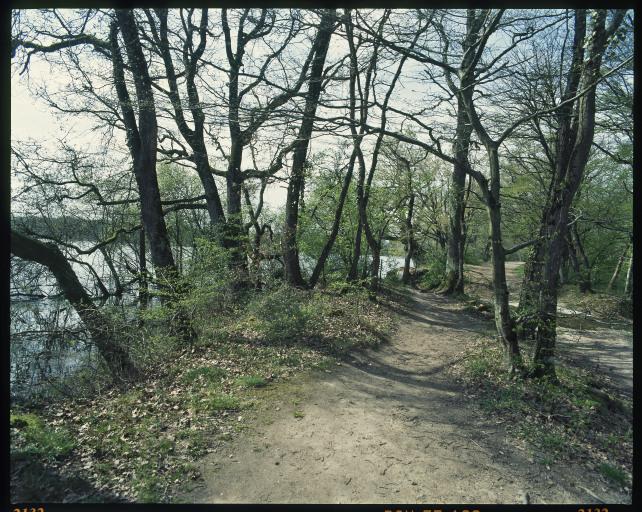 Chemin de terre dans les arbres au bord d'un étang.