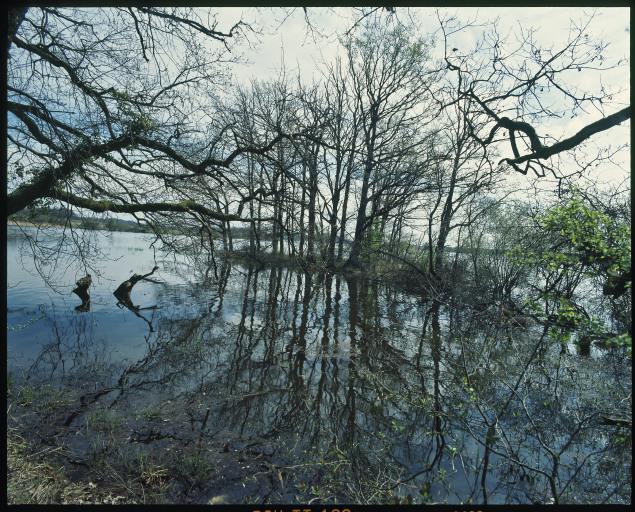 Arbres dans un étang.