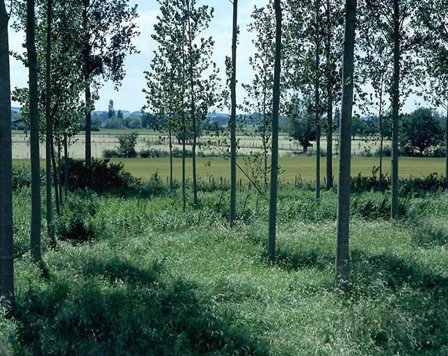 Paysage : peupliers au bord de la Vienne.