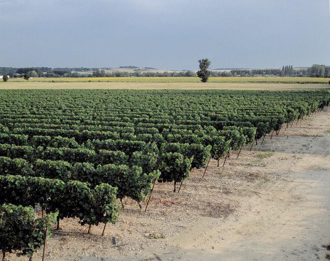Le vignoble.