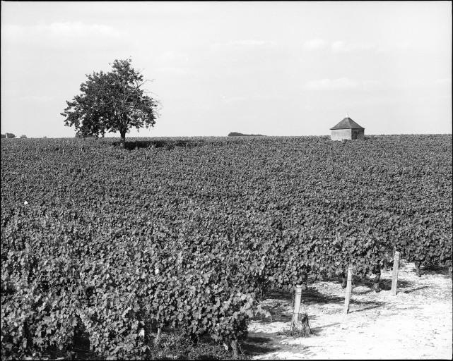 Paysage de vignes avec loge.