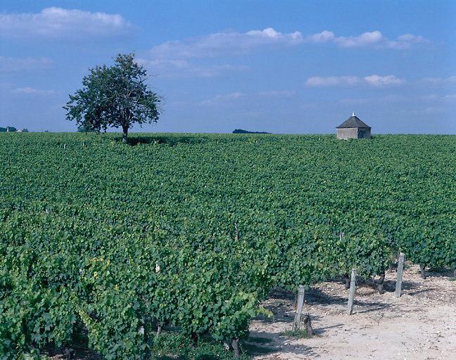 Paysage de vignes avec loge.
