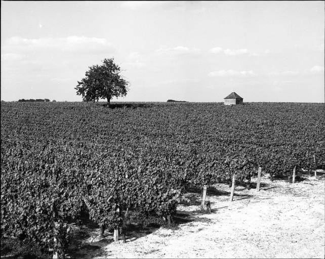 Paysage de vignes avec loge.