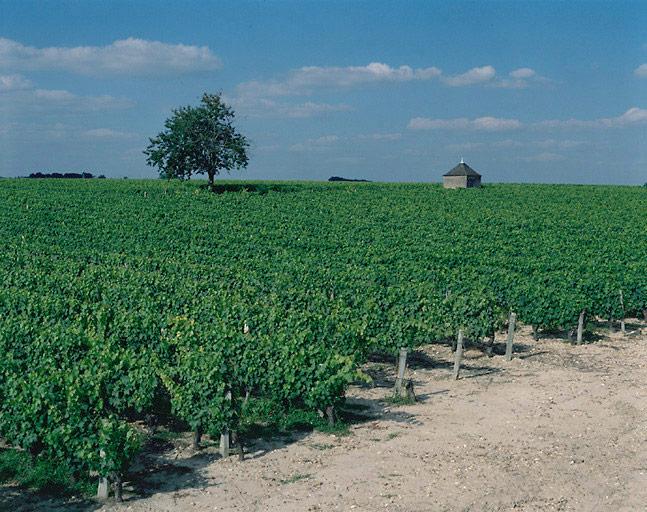 Paysage de vignes avec loge.