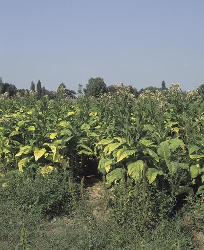 Plants de tabac en fleurs.