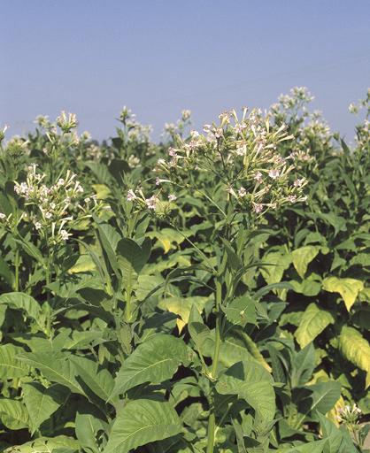 Plant de tabac en fleur.