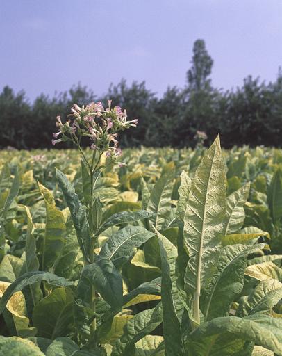 Plant de tabac en fleurs.