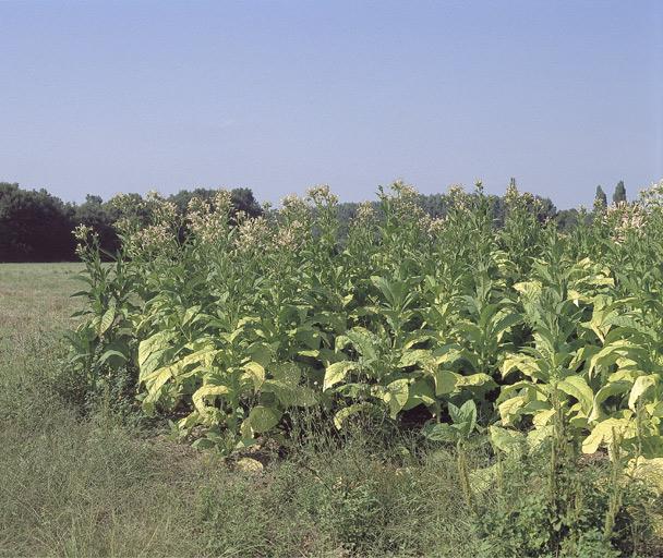 Plants de tabac en fleurs, juste avant la récolte (variété Virginie).