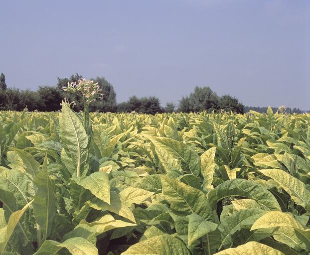 Plants de tabac en fleurs juste avant la récolte (variété Virginie).