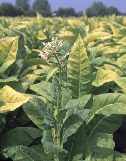 Plant de tabac en fleur (variété Virginie).