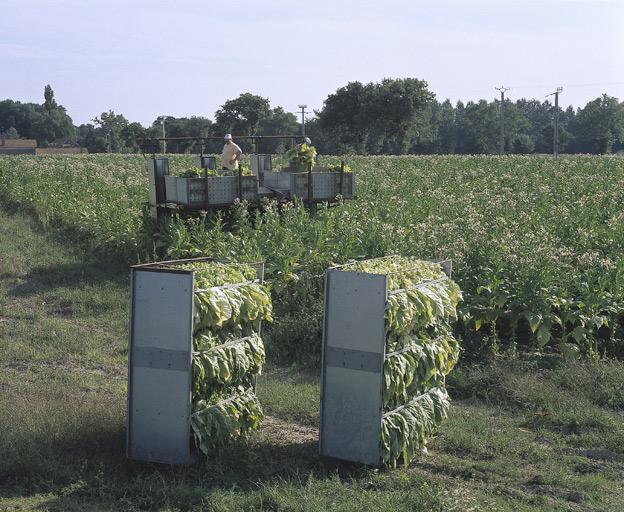 Récolte du tabac.