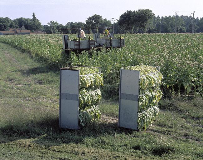 Récolte du tabac.