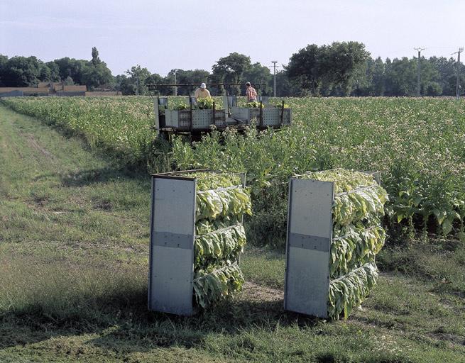 Récolte du tabac.