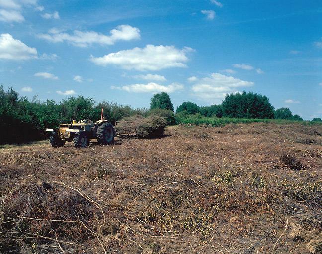 Ramassage des brandes dans les landes du Ruchard.