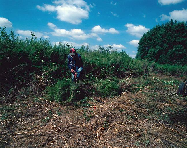 Ramassage de la brande dans les landes du Ruchard.