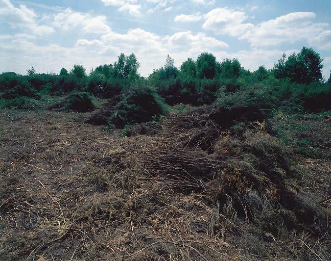 Ramassage de la brande dans les landes du Ruchard.