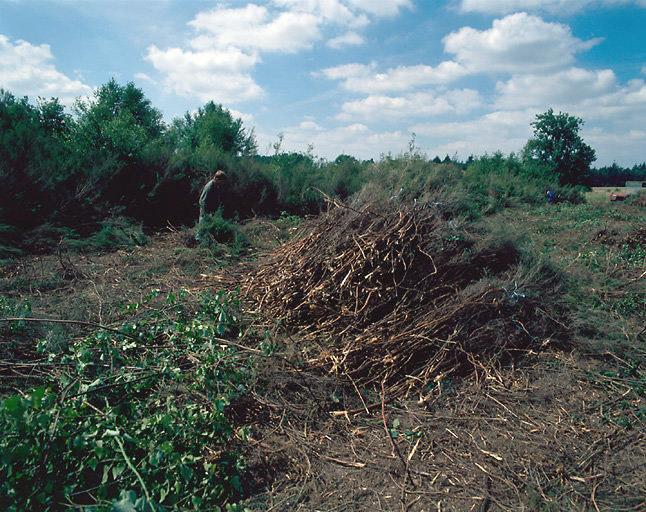 Ramassage de la brande dans les landes du Ruchard.