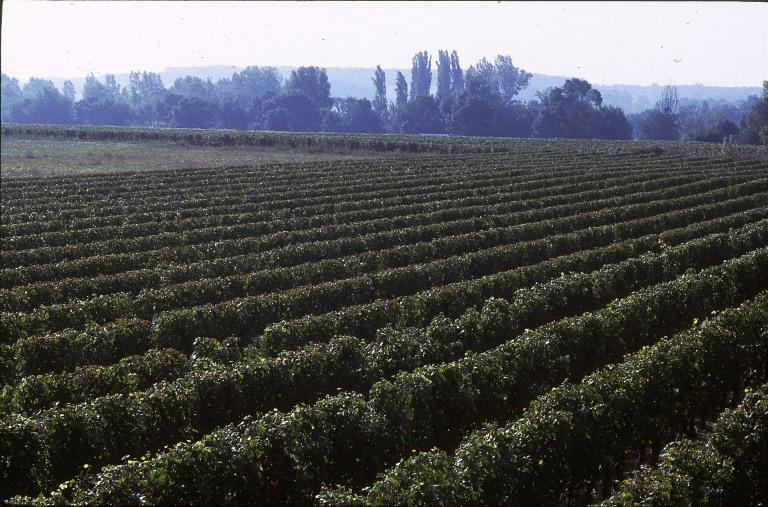 Vignes en octobre juste avant la vendange.
