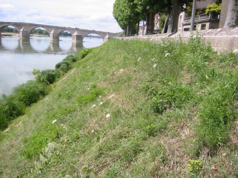 Perré de rive quai Joffre (2).