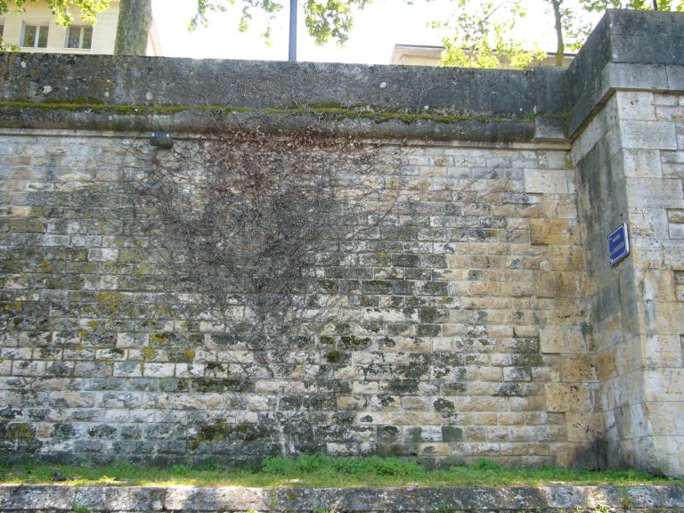 Organeau.