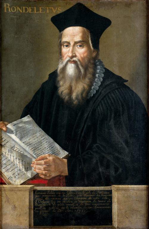 Tableau : portrait de Guillaume Rondelet (1507-1556)