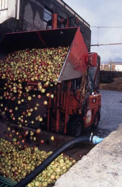 Triage et nettoyage des pommes.